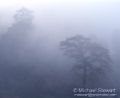 Buri Gandhaki Fog